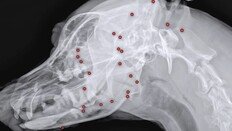 산탄총 파편 70개 박힌 유기견…비비탄 이어 ‘동물 공격’ 충격