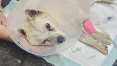 ‘비비탄 난사’ 부상당한 반려견, 결국 안구 적출 수술