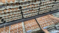 [단독]“저병원성 AI, 달걀값 인상 유발…국가 관리 강화해야”[국감25시]