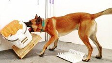 사람에게 ‘게임 중독’ 있다면 개에게는 ‘장난감 중독’ 있다