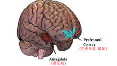 성폭력 피해자는 뇌 회로 손상…“공포 증폭되고 감정조절 안돼”