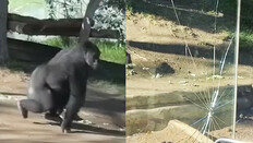 관람객에 달려든 동물원 고릴라…3겹 강화유리 ‘우지직’ (영상)