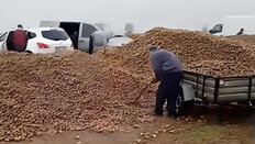 “감자 버렸대요, 무료 나눔”…가짜 영상에 150t 쓸어갔다