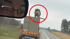 마취 풀린 사자, 트럭 천장 열고 도로로 탈출 ‘아찔’