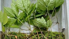 “감정가 1억 2800만 원”…남원서 ‘천종산삼’ 무더기 발견