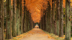 걷기 운동 ‘짧게 여러번 vs 한번에 오래’…뭐가 좋을까