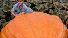 무게 1.24t, 둘레 6.4m…‘괴물 호박’ 신기록 세운 英형제