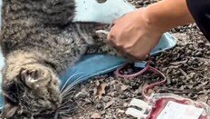 “거꾸로 들어 피 짜낸다”…中 동물병원 고양이 ‘혈액 착즙’ 논란