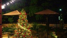 스타벅스, ‘크리스마스 성지’로 변신…13개 매장에 트리 설치