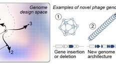AI로 바이러스 설계해 창조…생명 윤리 논란 촉발