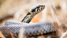 ‘바람만 스쳐도 아픈’  통풍, 뱀 배설물이 해결의 열쇠?