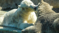 북극곰도 하는 ‘키스’, 언제부터 누가 왜 시작하게 된걸까?