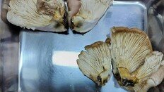 산에서 주운 버섯, AI 믿고 먹었다가 중독…“주말 산행객도 조심해야”