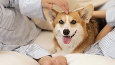 “개밖에 모르는 아내”…남편의 이혼 고민에 갑론을박