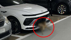 범퍼에 고라니 낀 줄도 모르고…버젓이 주차한 운전자[e글e글]