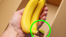 “바나나는 꼭지부터 자르자”…일주일 보존 기적 [알쓸톡]