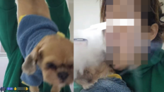 “담배 연기 뿜고 뒷다리 잡아당겨”…틱톡女 반려견 학대에 공분