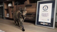 ‘사람 나이로 136세’ 고양이, 기네스 기록 연장…장수 비결은?