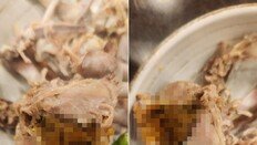 “한입 베어 물자 ‘닭똥’ 한가득”…송도 유명 삼계탕집 논란 [e글e글]