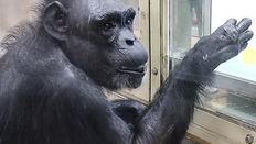 0.5초 만에 숫자 암기한 ‘천재 침팬지’ 49세로 세상 떠나