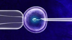 “난자 다시 젊게 만든다”…시험관 시술 판도 바꿀 연구 나와
