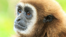 “살고 싶어서”…원숭이 동성 간 성행위 하는 뜻밖의 이유