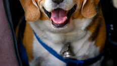 “반려동물 사별 고통, 부모보다 작고 형제자매보다 컸다”