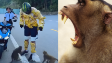 “내가 바나나야” 원숭이 유인하려 주렁주렁…선 넘은 관광객