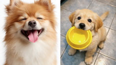 “술 냄새 풍기며 다가오면 적” 강아지가 싫어하는 사람 유형