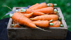 “추울수록 맛있어” 면역력 쑥 올리는 영양사 픽 ○○ [알쓸톡]