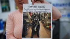 스페인 열차 참사 때 실종된 반려견, 나흘 만에 가족 품으로