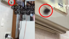 떡볶이 먹다 기겁, 맛집 명패에 대형 바퀴벌레가…