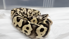 “뱀이다” 강남 지하철 화장실서 화들짝…멸종위기 ‘불파이톤’