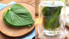 어제 산 깻잎 검은 반점 왜?…“이렇게 보관하세요” [알쓸톡]