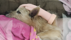 “엄마 손이야?”…사경 헤매던 강아지 살린 ‘가짜 손’