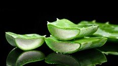 피부진정 알로에의 숨은 능력…뇌 ‘치매 효소’ 잡는 단서 발견 [노화설계]