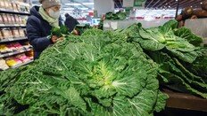 ‘봄동 비빔밥’ 열풍에 가격 급등…식약처, 잔류농약 집중 점검