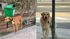 두바이 탈출 행렬 속 덩그러니…반려동물 유기 잇따라