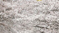 ‘일찍 온 봄’… 서울 봄꽃 개화 20년새 2주 빨라져