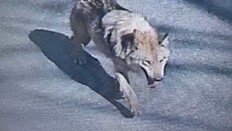늑구 유인하려 암컷 투입? ‘알고보니 수컷’ 해프닝