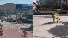 오월드 네거리의 늑구, AI 합성사진이었다…수색 혼선