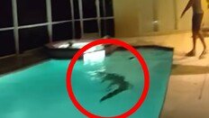 “수영장에 괴한” 신고에 출동해보니…2.7m 거대 악어