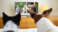 “강아지 혼자 두기 미안해서”…틀어놓은 TV, 정말 보고 있을까? [알쓸톡]