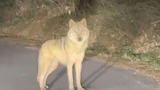 6일만에 찾은 ‘늑구’, 포위망 뚫고 다시 도망