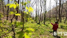 ‘탄소 먹는 하마’ 백합나무, 소나무 2.7배 흡수… 목재 가치도 높아
