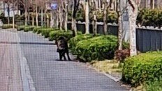 “도심 멧돼지 출몰”…마주치면 뛰지 말고 이렇게 [알쓸톡]