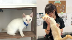 “이사 중 행방불명된 고양이”…7년 만에 날아온 이메일 덕에 찾았다