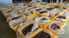 “장난감이라더니 묘목이었다”…중국산 사과묘목 63만 주 밀수 일당 적발