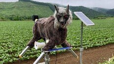 “곰 나타나면 눈빛·소리 발사”…日 ‘늑대 로봇’ 불티