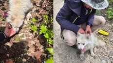 천황산 정상서 떠돌던 흰 강아지, 부부 품에서 ‘두부’ 됐다